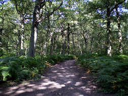 Ruislip Woods